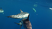 Common dolphin Delphinus delphis