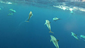 Atlantic spotted dolphin Stenella frontal
