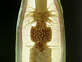 Arum flower pollen trap