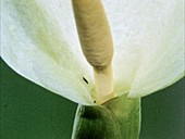 Insect entering an Arum flower