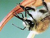 Bee stealing nectar from a nasturtium