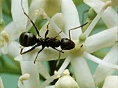 Ant on a dogwood flower