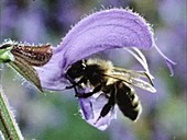Bee triggering sage flower