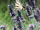Swallowtail butterfly on lavender