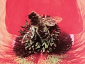 Bee on a poppy flower