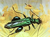 Thick-legged flower beetle on a wild rose