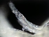 Circulation in larval newt gills