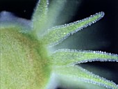 Green hydra tentacles