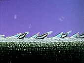 Grass leaf, microscopy