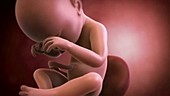 Human foetus, week 38
