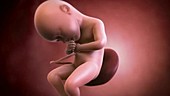 Human foetus, week 36