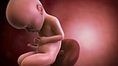 Human foetus, week 32