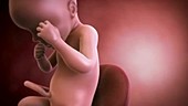Human foetus, week 30