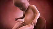 Human foetus, week 28