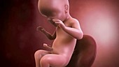 Human foetus, week 26