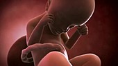 Human foetus, week 24