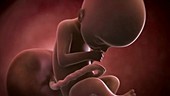 Human foetus, week 22