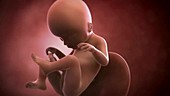 Human foetus, week 18