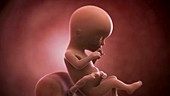 Human foetus, week 16