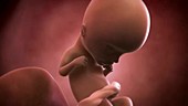Human foetus, week 14