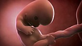 Human embryo, week 8