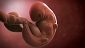 Human embryo, week 6