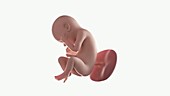 Human foetus, week 37