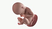 Human foetus, week 35