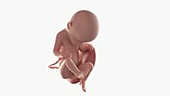 Human foetus, week 33