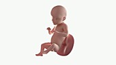 Human foetus, week 28