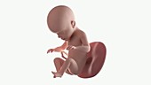Human foetus, week 26