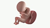 Human foetus, week 24
