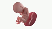 Human foetus, week 22
