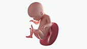 Human foetus, week 20