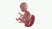 Human foetus, week 18