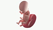 Human foetus, week 16