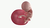 Human foetus, week 12