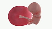 Human embryo, week 10