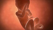 Human foetus