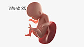 Human foetal development