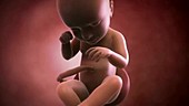 Human foetus, week 39