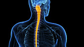 Human spinal cord