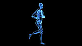 Human skeleton, jogging
