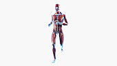 Muscular system of jogger