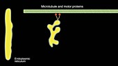 Golgi apparatus transport mechanism