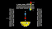 Cell signalling process