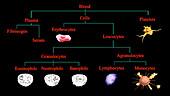 Mammalian blood components