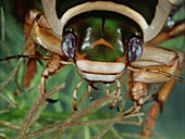 Great diving beetle head