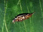 Great diving beetle swimming