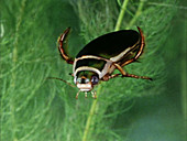 Great diving beetle swimming